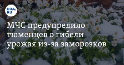 МЧС предупредило тюменцев о гибели урожая из-за заморозков - ura.news - Тюменская обл.