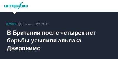 Борис Джонсон - В Британии после четырех лет борьбы усыпили альпака Джеронимо - interfax.ru - Москва - Англия - Великобритания