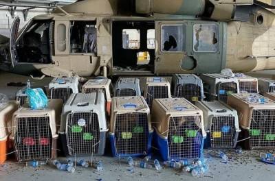Джон Кирби - В Пентагоне отрицают, что ВС США оставили в Афганистане служебных собак в клетках - sharij.net - США - Афганистан - Кабул - Kabul