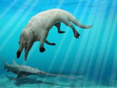 В Египте нашли останки четырехлапого кита, жившего около 43 млн лет назад. Его череп напоминает голову Анубиса - gordonua.com - Украина - Египет