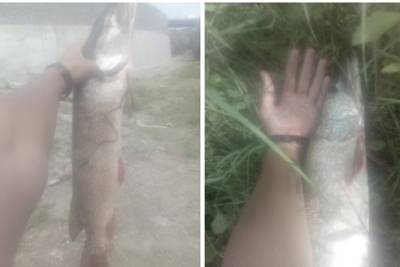 Толстую щуку поймал в «луже» под мостом рыбак из Новосибирска - novos.mk.ru - Новосибирск