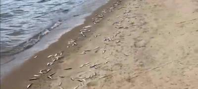 Мертвую ряпушку выбросило на берег озера в Карелии (ВИДЕО) - stolicaonego.ru - Медвежьегорск - район Медвежьегорский - республика Карелия