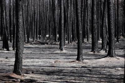 В Брединском районе объявили о ликвидации лесного пожара площадью в 460 гектаров - znak.com - Челябинская обл. - район Брединский