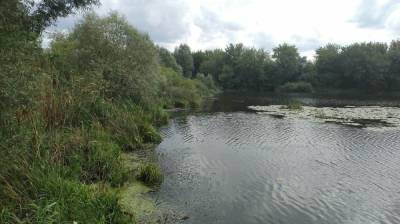 В Воронеже цвет воды в скандально известном озере Круглое стал сине-зелёным - vestivrn.ru - Воронеж - Экология