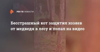Бесстрашный кот защитил хозяев от медведя в лесу и попал на видео - ren.tv