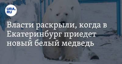 Алексей Орлов - Власти раскрыли, когда в Екатеринбург приедет новый белый медведь - ura.news - Екатеринбург