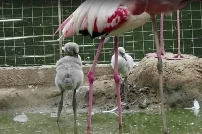 Птенцы фламинго появились на свет в Московском зоопарке - vm.ru