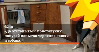«Да отстань ты!»: приставучий попугай испытал терпение кошки и собаки - ridus.ru