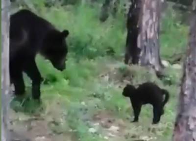 Домашний кот в Якутии отогнал медведя от костра и спас своих хозяев - province.ru - респ. Саха