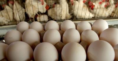 Дмитрий Кулеба - Владислава Магалецкая - Япония отменила запрет на экспорт курятины и яиц из Украины - delo.ua - Украина - Япония