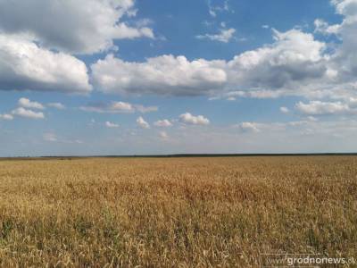 Хозяйства Гродненщины завершают уборку озимого рапса - grodnonews.by - Белоруссия