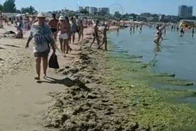 Туристы пожаловались на воняющие из-за гниющих водорослей пляжи в Анапе - mk.ru - Анапа