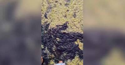 "Не сдохну?": Туристов шокировала вонь и "каша" из гнилых водорослей на элитном пляже в Анапе - reendex.ru - Анапа