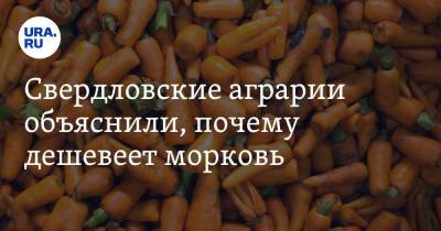 Михаил Мальцев - Свердловские аграрии объяснили, почему дешевеет морковь. «Сбили цены спекулянтов» - ura.news - Свердловская обл.