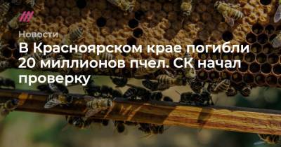 В Красноярском крае погибли 20 миллионов пчел. СК начал проверку - tvrain.ru - Красноярский край
