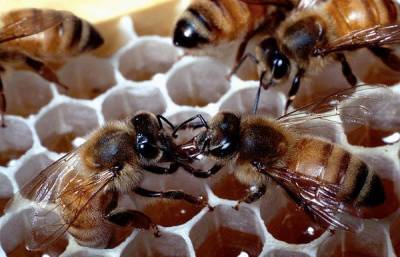 В Красноярском крае погибли более двухсот пчелиных семей - nakanune.ru - Красноярский край - Башкирия - Барнаул