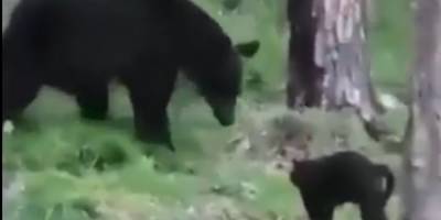 Домашний кот в Якутии прогнал медведя и спас своих хозяев - ruposters.ru - респ. Саха