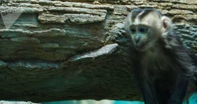 Феминизм добрался до приматов: самка обезьяны возглавила стаю в японском зоопарке - ru.armeniasputnik.am - Армения - Япония - Лидер