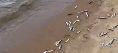 Власти Карелии начали проверку массовой гибели рыбы на одном из озер республики - stolicaonego.ru - Медвежьегорск - район Медвежьегорский - республика Карелия
