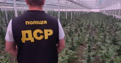 В Кривом Роге нашли плантации конопли на 130 миллионов - dsnews.ua - Украина - Кривой Рог - Днепропетровская обл.