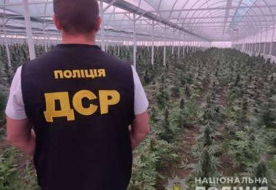 В Кривом Роге обнаружили плантации конопли на 130 млн гривен (фото, видео) - facenews.ua - Украина - Кривой Рог - Днепропетровская обл.