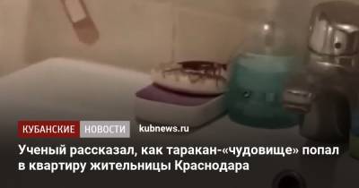 Ученый рассказал, как таракан-«чудовище» попал в квартиру жительницы Краснодара - kubnews.ru - Краснодарский край - Краснодар