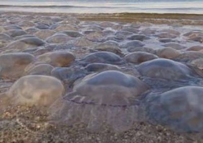 Отдыхающие в Бердянске показали количество медуз на пляжах. ФОТО - enovosty.com - Бердянск