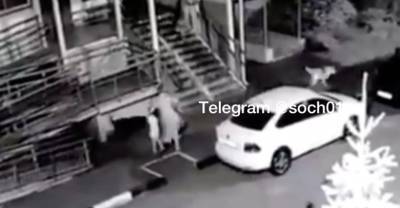 В Сочи свора бродячих собак напала на пятилетнюю девочку - reendex.ru - Сочи
