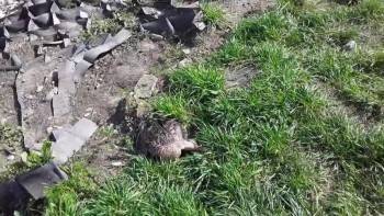 Во Фрязиновском парке массово умирают утки: в гибели птиц обвиняют детей-садистов - vologda-poisk.ru - Вологда