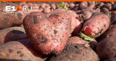 Артем Устюжанин - Когда выкапывать картофель, чтобы не лишиться урожая после жаркого лета - e1.ru - Екатеринбург