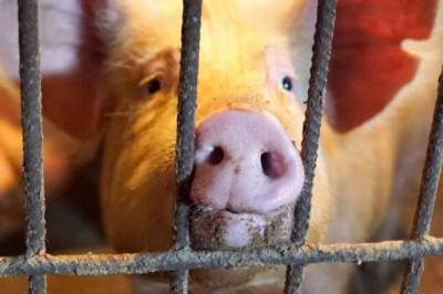 В Хабаровском крае свиней убивает эпидемия африканской чумы - hab.aif.ru - Хабаровский край - Комсомольск - Амурск - район Нанайский