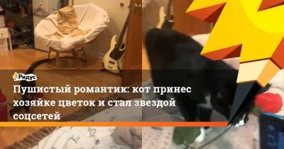 Пушистый романтик: кот принес хозяйке цветок и стал звездой соцсетей - ridus.ru