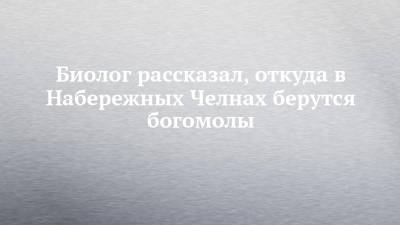 Биолог рассказал, откуда в Набережных Челнах берутся богомолы - chelny-izvest.ru - Россия - респ. Татарстан - Набережные Челны