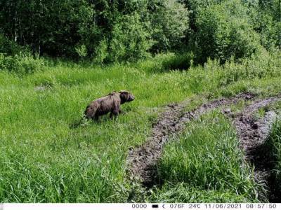 Кто попался в фотоловушки в нацпарке «Койгородский» - bnkomi.ru
