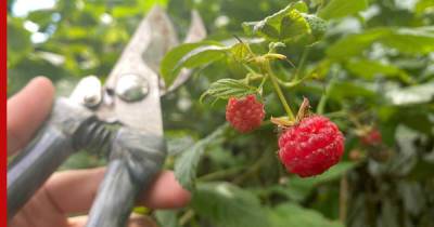 Залог урожая: как ухаживать за малиной в августе, чтобы было много ягод на будущий год - profile.ru