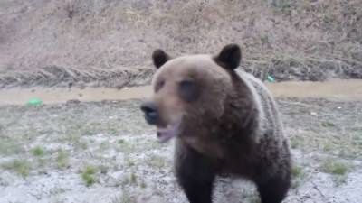 На Таганае туристы столкнулись с медведем - nakanune.ru - Озерск