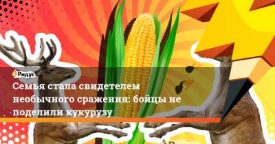 Семья стала свидетелем необычного сражения: бойцы не поделили кукурузу - ridus.ru - США - New York - Техас