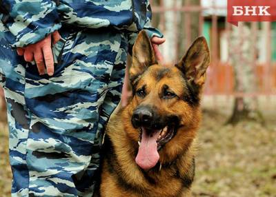 В одном из сел Коми кражу телефона раскрыла собака - bnkomi.ru - респ. Коми - район Усть-Куломский