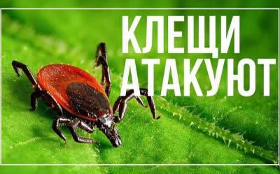 В Смоленской области с начала года клещи покусали почти 700 человек - rabochy-put.ru - Смоленская обл.