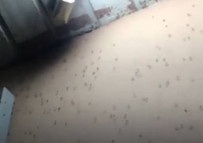 "Я такого в жизни не видел": комары выживают туристов с номеров на украинском курорте, кадры нашествия - politeka.net - Украина - Бердянск