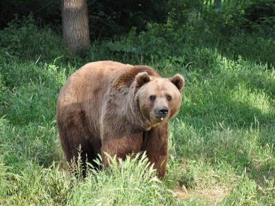 Пара туристов на Таганае шокировали медведя - u24.ru - Озерск