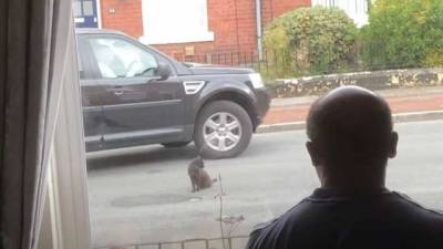 Курьез: черный кот перекрыл дорогу и отказался пропускать машины (ВИДЕО) - enovosty.com