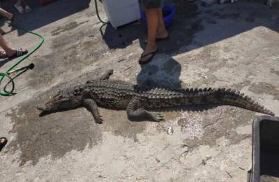Найденый на Арабатской стрелке крокодил погиб - novostiua.news - Украина - район Генический