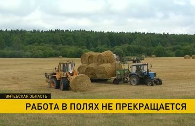 Как в Витебской области собирают урожай и готовятся к «Дожинкам» - ont.by - Белоруссия