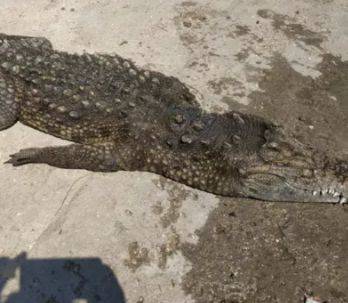 На Арбатской стрелке отдыхающие обнаружили двухметрового крокодила. ФОТО - enovosty.com - Крым - Херсонская обл.