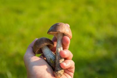 Диетологи советуют есть грибы не чаще двух раз в неделю - ivbg.ru - Москва - Украина