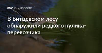 В Битцевском лесу обнаружили редкого кулика-перевозчика - mos.ru - Москва - Экология