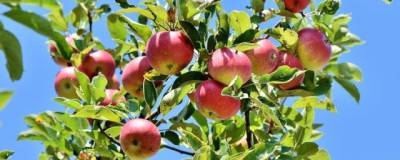 Ученые изобрели охлаждающую технику для спасения яблок от солнечных ожогов - runews24.ru - США - штат Вашингтон