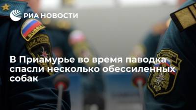 Несколько обессиленных собак спасли из воды в подтопленном поселке в Приамурье - ria.ru - Россия - Амурская обл. - Благовещенск