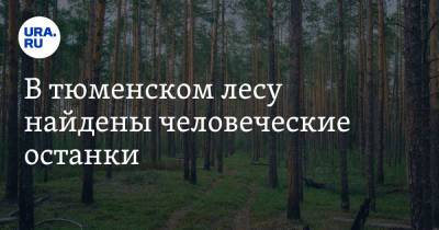 В тюменском лесу найдены человеческие останки - ura.news - Тюмень